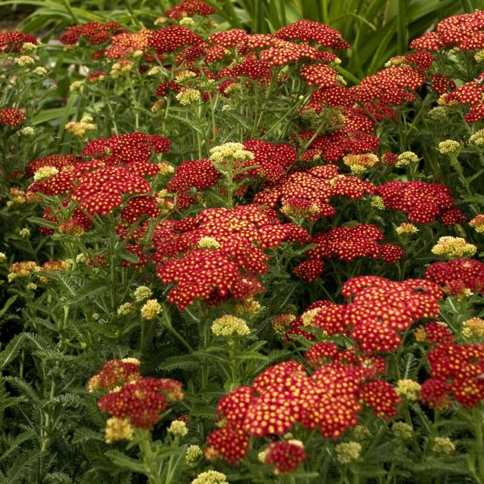 Achillea Strawberry Seduction