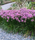 Allium 'Millenium'