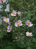 Anemone x Robustissima 'Pink'