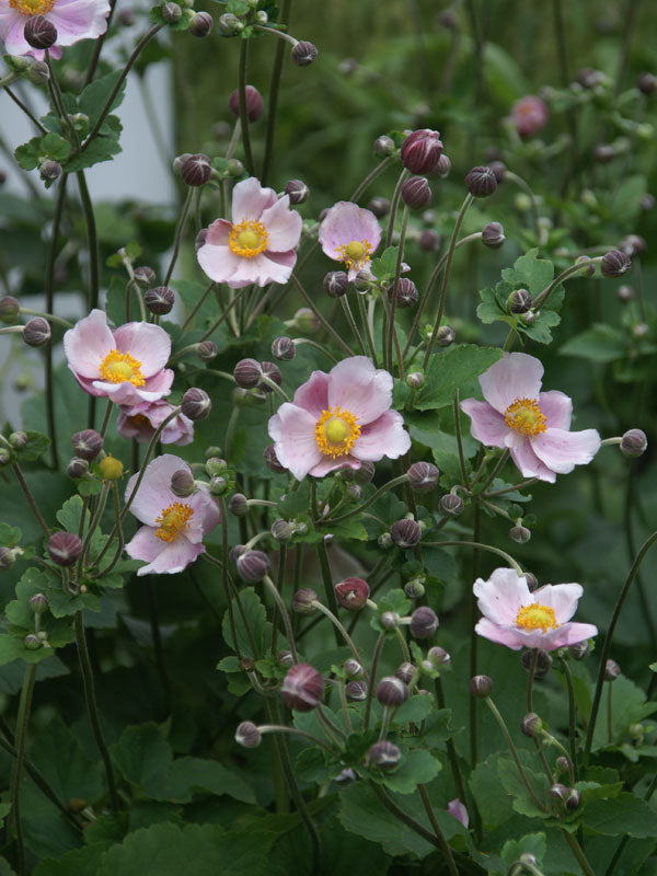 Anemone x Robustissima 'Pink'