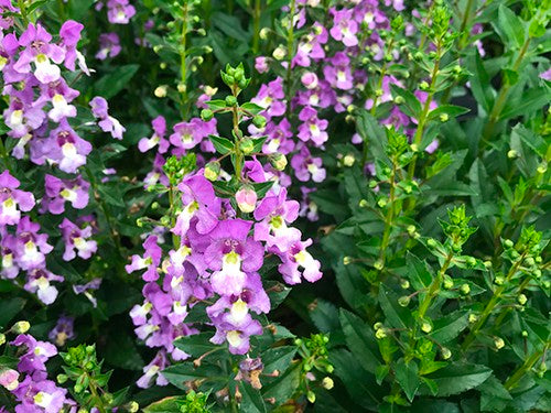 Angelonia Archangel 'Blue Bicolor'