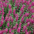 Angelonia Archangel 'Raspberry'