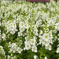 Angelonia 'Archangel White'