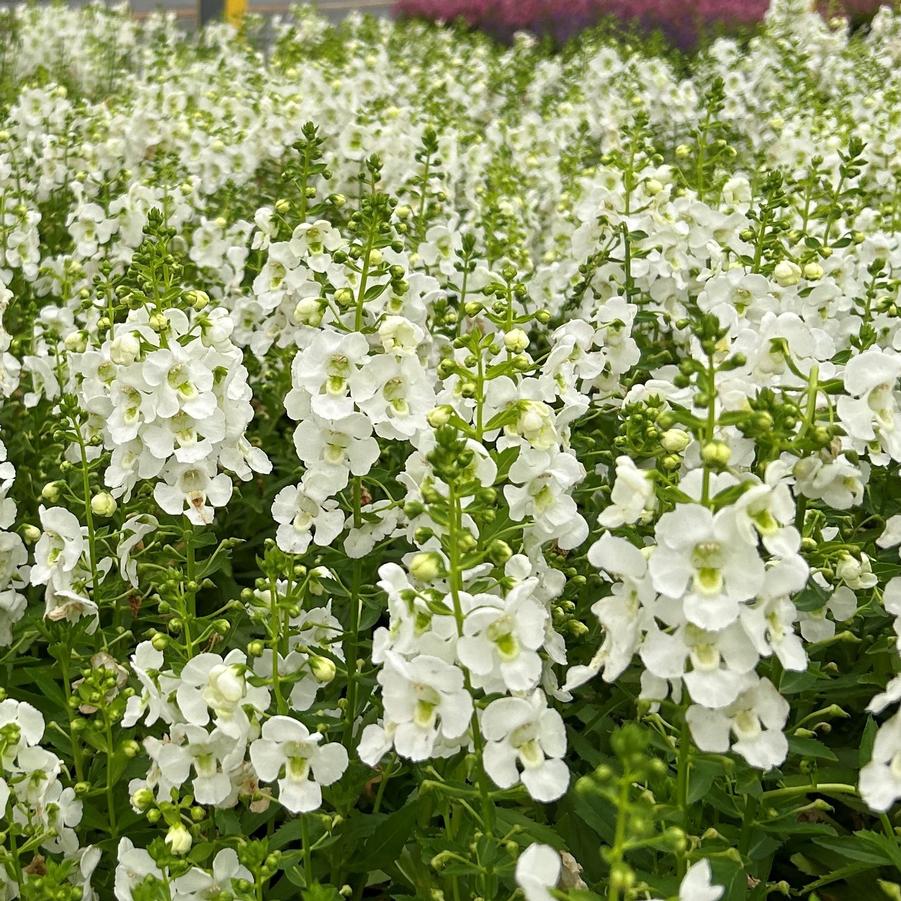 Angelonia 'Archangel White'