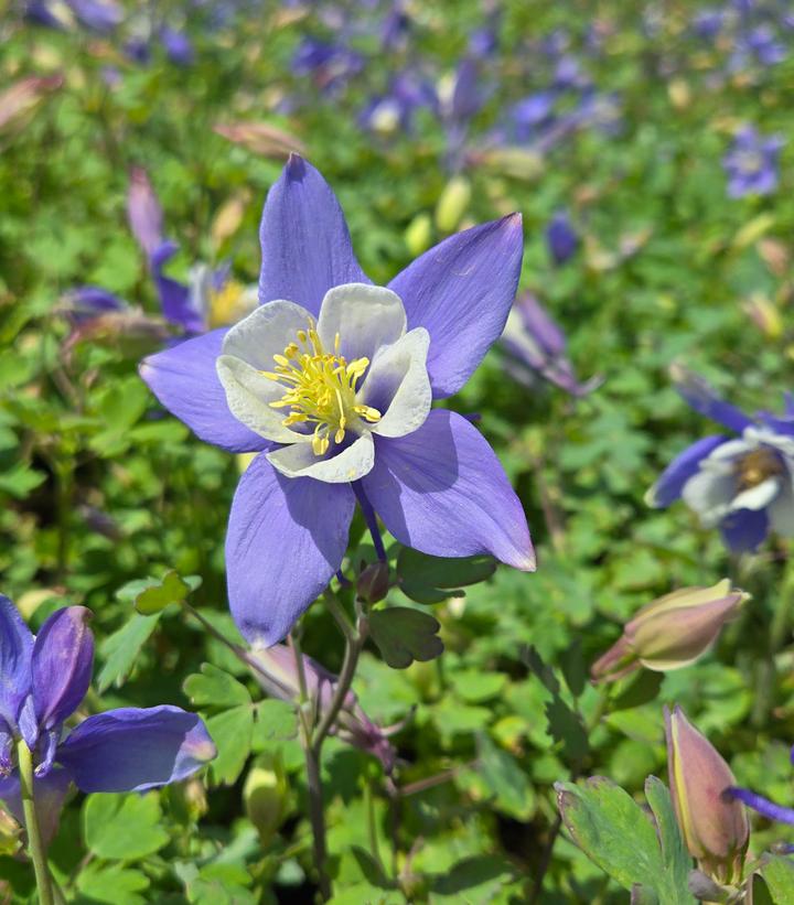 Aquilegia Earlybird
