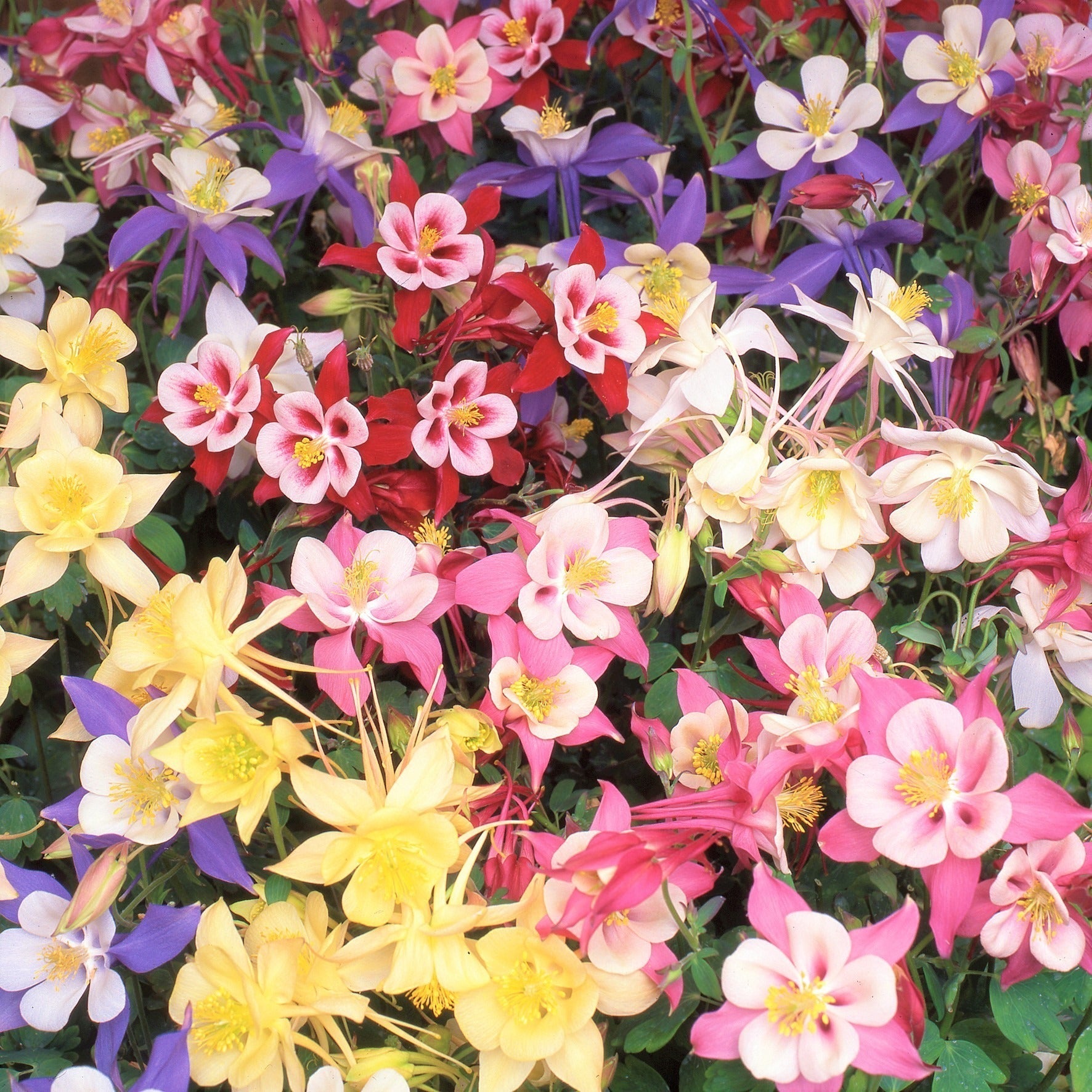 Aquilegia Earlybird