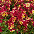 Aquilegia Earlybird