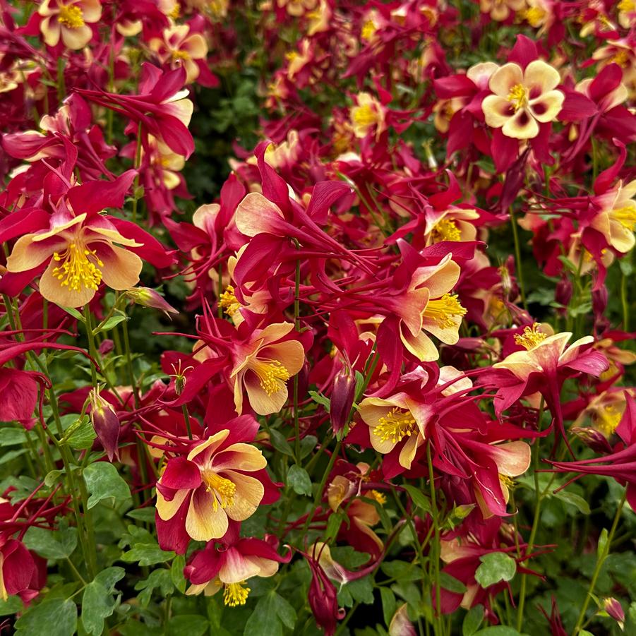 Aquilegia Earlybird