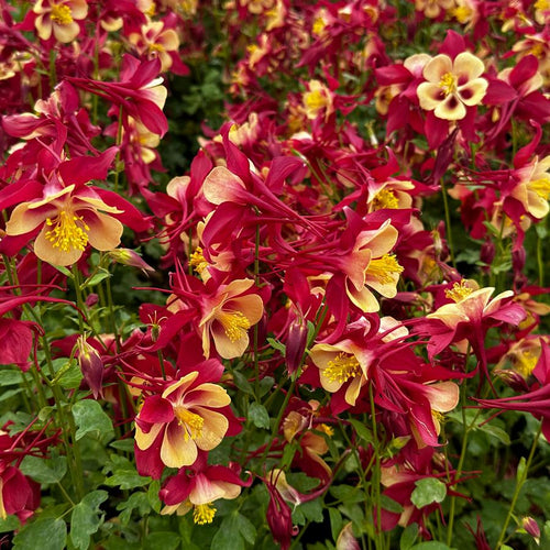 Aquilegia Earlybird