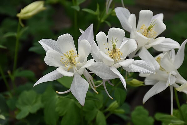 Aquilegia Earlybird