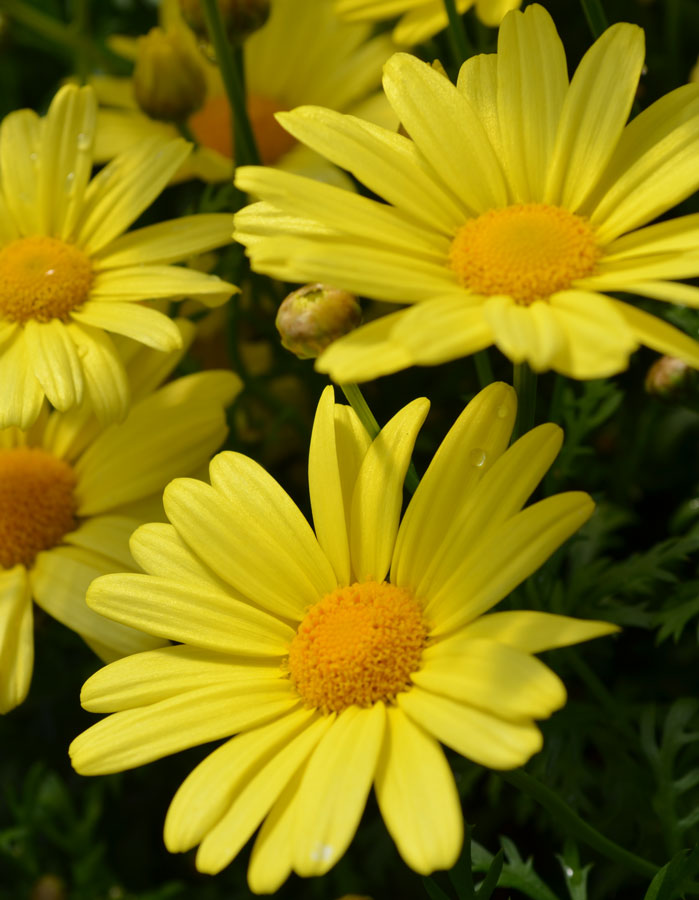 Argyranthemum 'Butterfly Yellow'