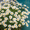 Argyranthemum 'Comet White'