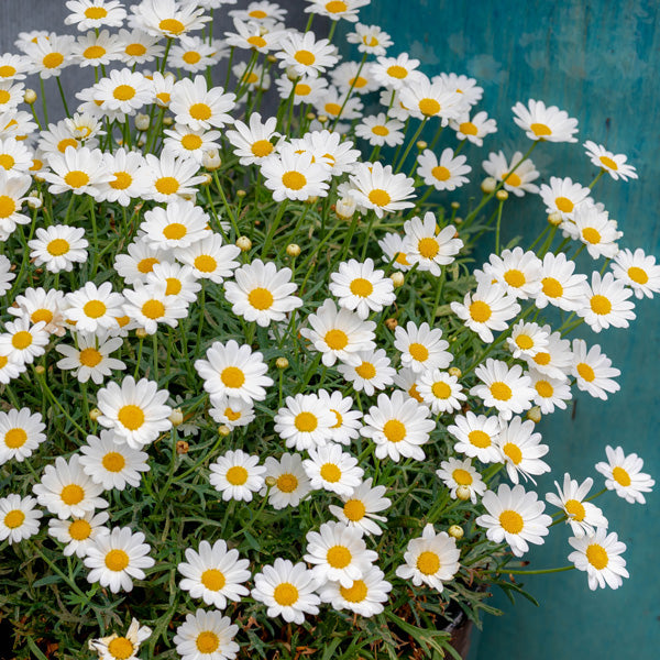 Argyranthemum 'Comet White'