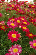 Argyranthemum 'Comet Red'