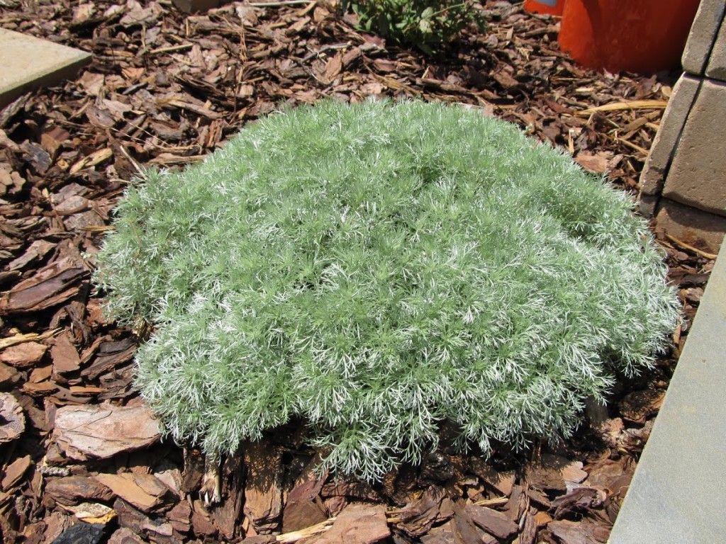 Artemisia 'Silver Mound'