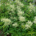 Aruncus Dioicus 'Sylvester'