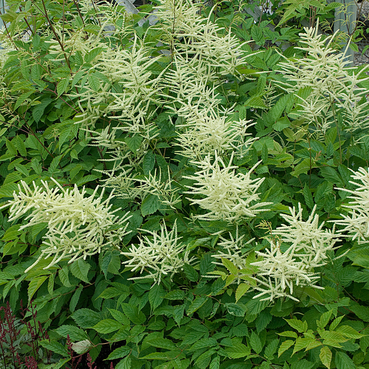 Aruncus Dioicus 'Sylvester'
