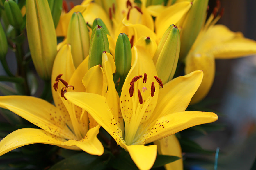 Lily (Asiatic) 'Golden Matrix'