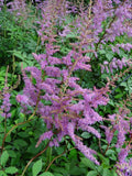 Astilbe Arendsii Amethyst