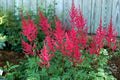 Astilbe Japonica 'Radius'
