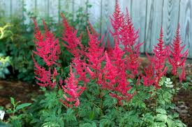 Astilbe Japonica 'Radius'
