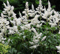 Astilbe Chinensis 'Vision in White'