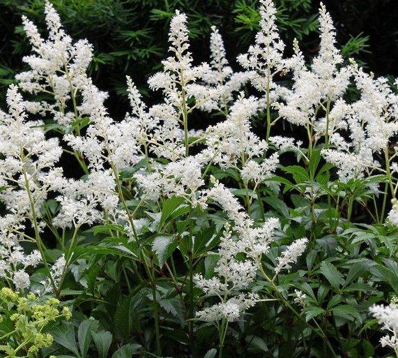 Astilbe Chinensis 'Vision in White'