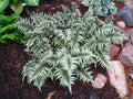 Athyrium Niponicum 'Metallicum'