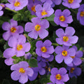 Bacopa 'Megacopa New Blue'