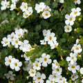 Bacopa 'Megacopa New White'