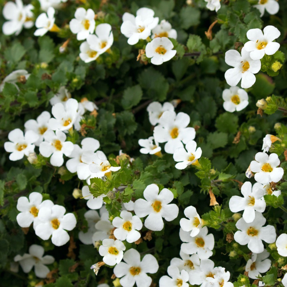 Bacopa 'Megacopa New White'