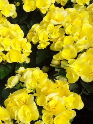 Begonia Amstel 'Blitz'