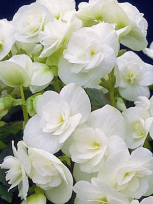 Begonia Amstel 'Clara'