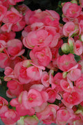 Begonia Amstel 'Netja Dark Pink'