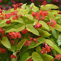 Begonia 'Canary Wings'