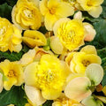 Begonia I'conia 'Bacio Lemon'