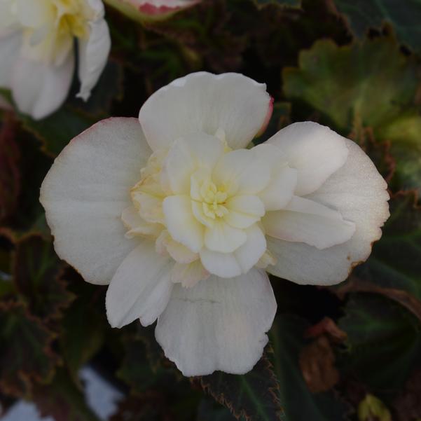 Begonia I'conia 'Bacio White'