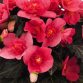 Begonia I'conia 'First Kiss Hot Pink'