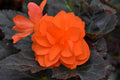 Begonia I'conia 'Portofino Hot Orange'