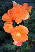 Begonia I'conia 'Portofino Sunrise'