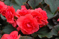 Begonia Solenia 'Dark Pink'