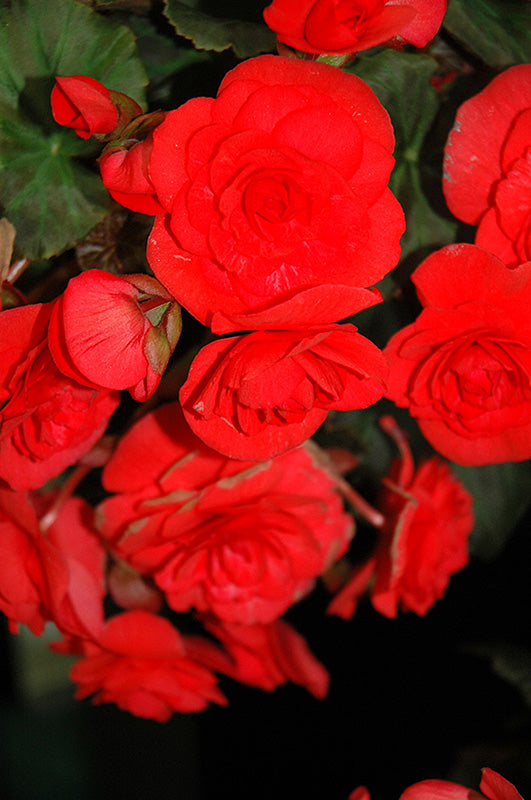 Begonia Solenia 'Red'