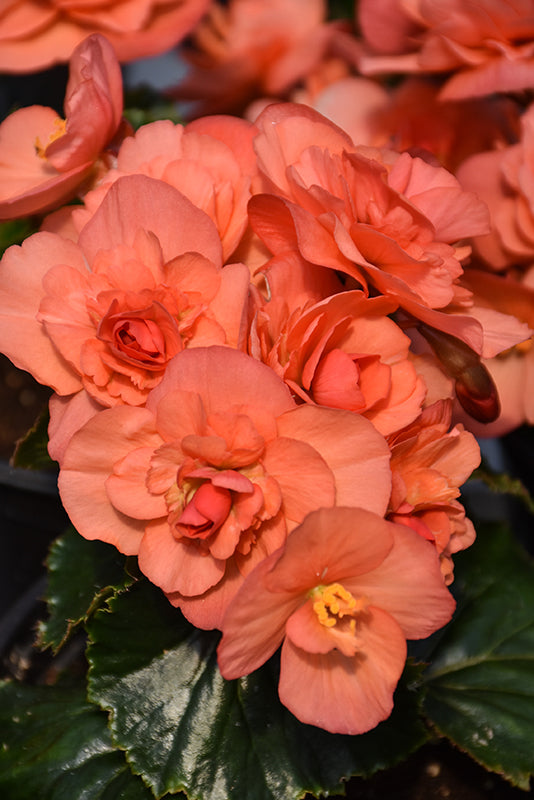 Begonia Solenia 'Salmon Coral'