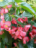 Begonia 'Dragon Wing'