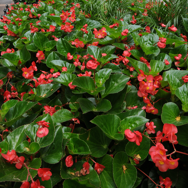 Begonia 'Dragon Wing'