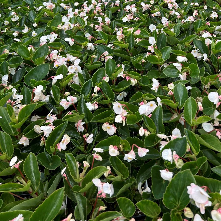 Begonia 'Dragon Wing'