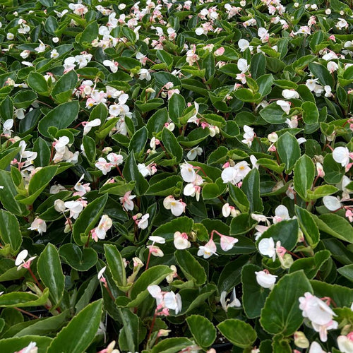 Begonia 'Dragon Wing'