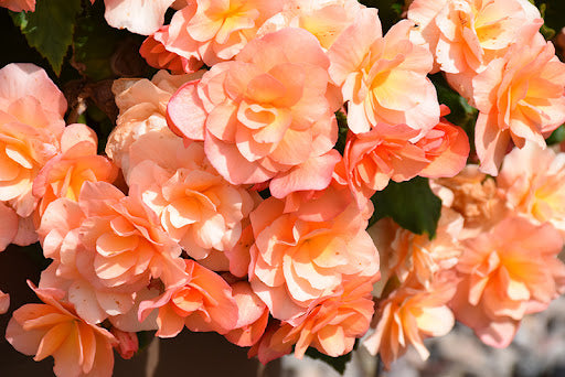 Begonia Solenia 'Apricot'