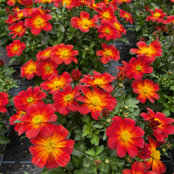 Bidens 'Namid Red and Yellow Eye'