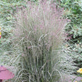 Calamagrostis x Acutiflora 'Overdam'